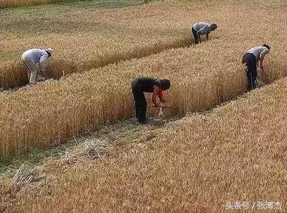 农村割麦打麦的老照片：哪一张戳中了你的泪点