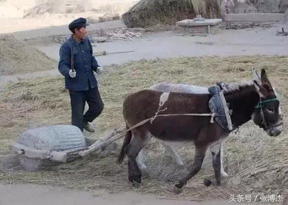 农村割麦打麦的老照片：哪一张戳中了你的泪点